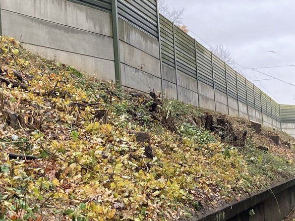 Foto von einem Bahndamm mit Schallschutzmauer, an dem nur noch Baumstümpfe zu sehen sind.